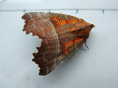 Herald